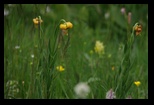 Durmitor - Zabljak -30-06-2013 - Bogdan Balaban